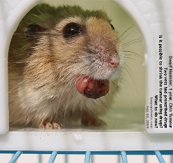 Dwarf Hamster tumours are best removed by surgery when they are small. Toa Payoh Vets