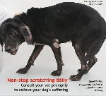 Skin infections, older dog scratching, itchy, daily. Toa Payoh Vets 