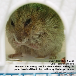 Dwarf Hamster tumours are best removed by surgery when they are small. Toa Payoh Vets