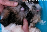 Dermoid in a Shih Tzu's eye seen by Dr Sing in 2003. Toa Payoh Vets