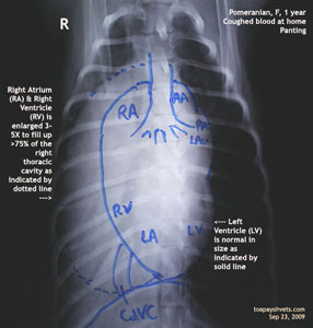 Pomeranian, 1 year. Panting. Right heart enlargement. Toa Payoh Vets