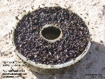 Fly Bait - non-insecticial in fly trap - for sale. asiahomes.com 
