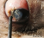 Dermoid cyst, eye, Shih Tzu, 8 months. Superificial keratectomy. Toa Payoh Vets, Singapore