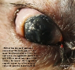 Dermoid cyst, eye, Shih Tzu, 8 months. Superificial keratectomy. Toa Payoh Vets, Singapore