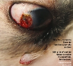 Dermoid cyst, eye, Shih Tzu, 8 months. Superificial keratectomy. Toa Payoh Vets, Singapore