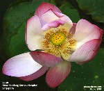 Lotus flower. Singapore. Toa Payoh Vets
