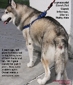 Tail gland infection, male Siberian Husky. Toa Payoh Vets