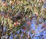 Freshwater Bibra Lake, Perth, Australia in Spring. Toa Payoh Vets