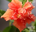 Pretty Hibiscus Flower Singapore, Toa payoh Vets