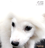 Japanese Spitz puppy, vaccination. Toa Payoh Vets, Singapore