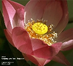 Lotus Flower. Singapore. Toa Payoh Vets