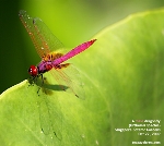 Orthemis species, Singapore Botanic Gardens dragonfly. Toa Payoh Vets
