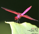 Male Dragonfly of the Orthemis species is brightly pink compared to the brown female. Toa Payoh Vets