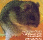 Dwarf Hamster- Right flank large fat tumour appears. Toa Payoh Vets