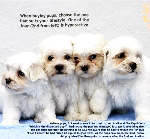 Maltese puppies for lst vaccination at Toa Payoh Vets.6.5 weeks old.