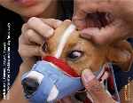 Red Scleras (blood-shot eyes), Jack Russell. Attack dog. Toa Payoh Vets