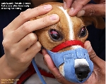 Red scleras in Jack Russell after a ferocious assault on a sibling. Toa Payoh Vets