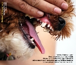 Retained canine deciduous puppy teeth. Poodle. Toa Payoh Vets
