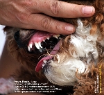 Retained canine deciduous puppy teeth. Poodle. Toa Payoh Vets