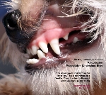 Check teeth alignment when you buy a puppy/dog. Westie. Prognathism. Undershot jaw.Toa Payoh Vets