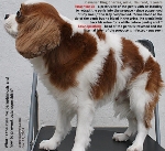 Cavalier King Charles 5 years, male, neutered. Paraphimosis, balanoposthtitis. Toa Payoh Vets