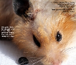 Syrian Hamster, Male, 2 years. Large grey tumour possibly haemangiosarcoma. Toa Payoh Vets 