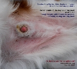 Cavalier King Charles, Male, Neutered, 5 years. Paraphimosis. Balanoposthitits. Singapore. Toa Payoh Vets