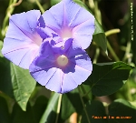 Morning Glory flower. Singapore. Toa Payoh Vets