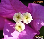 Morning sunlight 10 am. Bougainvillea flowers close up. Singapore. Toa Payoh Vets.