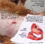 Poodle, No vaginal bleeding from month 6-8. Spayed at 9th month. On heat. Toa Payoh Vets