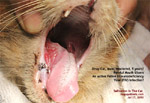 eosinophilia, stray cat, oral ulcers, salivation, toa payoh vets singapore