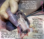 Closed pyometra and toxaemia in a Maltese, 5 years. Toa Payoh Vets