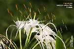 Singapore flowers, Toa Payoh Vets