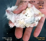 Roboroskvi dwarf hamster, 9 months, male. Testicular strangulation. Surgery. Toa Payoh Vets