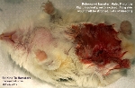 Roboroskvi dwarf hamster, 9 months, male. Testicular strangulation. Surgery. Toa Payoh Vets