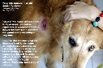 Fatty subcutaneous tumours. Old Golden Retriever. Singapore. Toa Payoh Vets