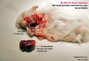 hamster abscess dwarf encapsulated ear payoh toa vets rabbit hamsters animals singapore dog toapayohvets bleeding