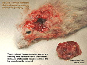 Dwarf hamster, encapsulated abscess, large, above ear. Singapore, Toa Payoh Vets