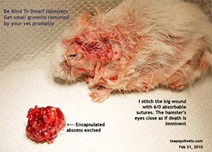 Dwarf hamster, encapsulated abscess, large, above ear. Singapore, Toa Payoh Vets