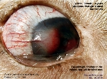 pterygium, pterygia, glaucoma, aural haematoma, old dog. Toa Payoh Vets