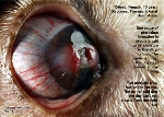 pterygium, pterygia, glaucoma, aural haematoma, old dog. Toa Payoh Vets