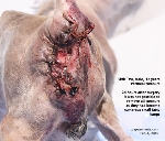 Perineal tumours excised. Shih Tzu, 12 years. Toa Payoh Vets 