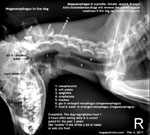 Megooesophagus in an older dog. Regurgitates food 1-2 hrs after eating small amounts. Toa Payoh Vets.