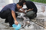 Adult Siberian Huskies. Heavy tick infestations. Treated at toa payoh vets, singapore