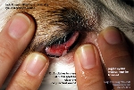Jack Russell eyelid and conjuncitival laceration wound.  prompt wound repair surgery important, toapayohvets