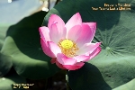 Lotus in bloom, Singapore. Toa Payoh Vets