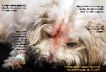 dog pedunculated skin tumour. surgery, singapore. toapayohvets