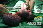 10-year-old female maltese, prompt decision saves dog. closed pyometra, toxaemia, toapayohvets