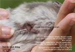 dwarf hamster bites stitches & pulls off e-collar day 3 after surgical excision big tumour. toapayohvets, singapore