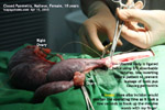 10-year-old female maltese, prompt decision saves dog. closed pyometra, toxaemia, toapayohvets